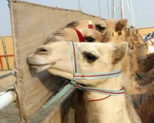 Ritocchini col botox, 20 cammelli squalificati dal concorso di bellezza